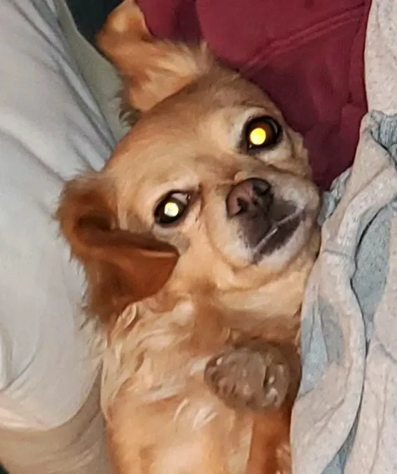 Lost dog in Indianapolis, IN, 46224