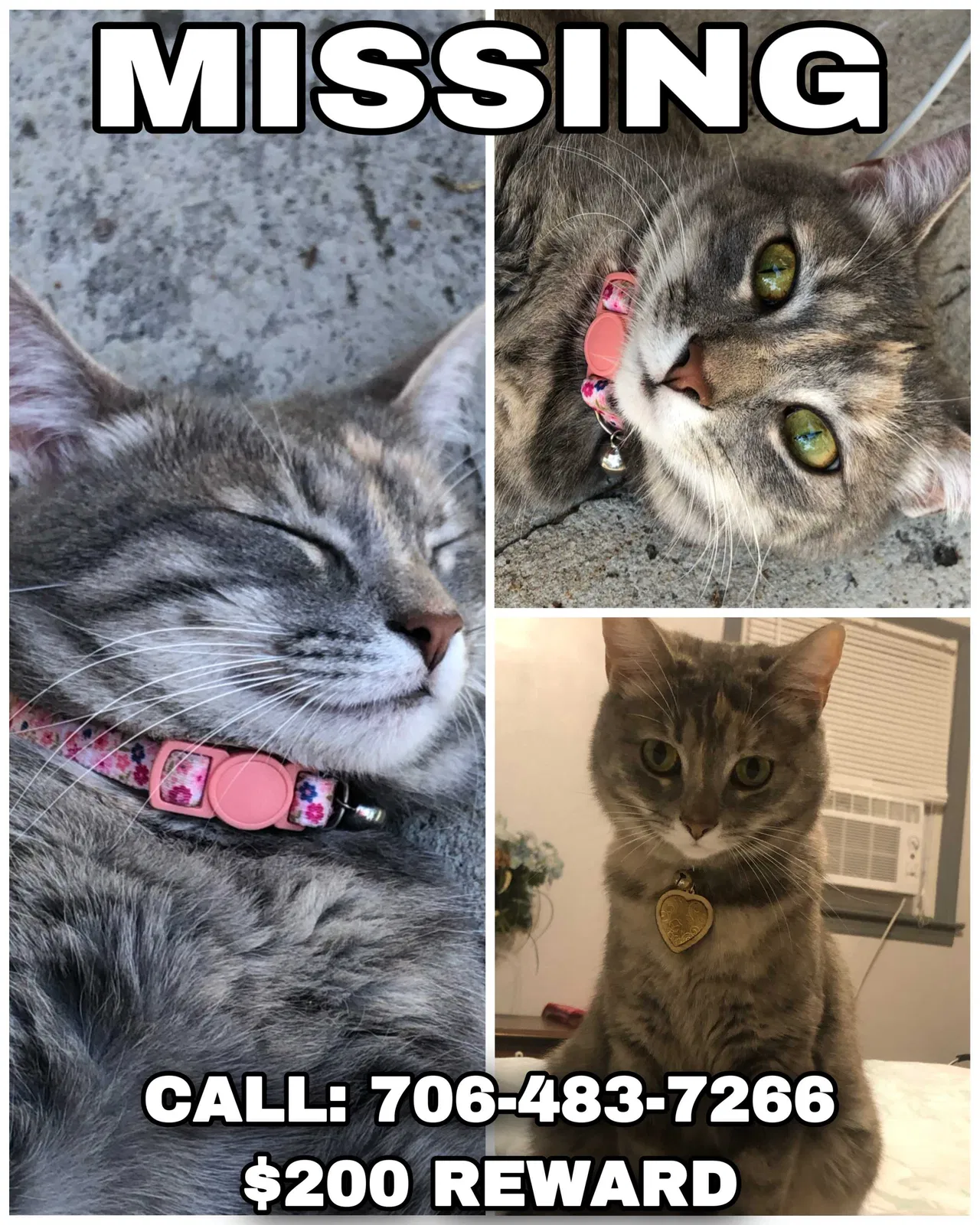 Lost cat in Ellijay, GA, 30540