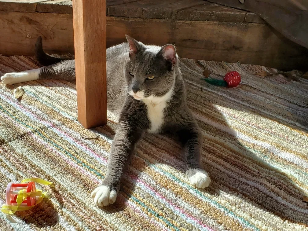 Lost cat in Decatur, GA, 30030
