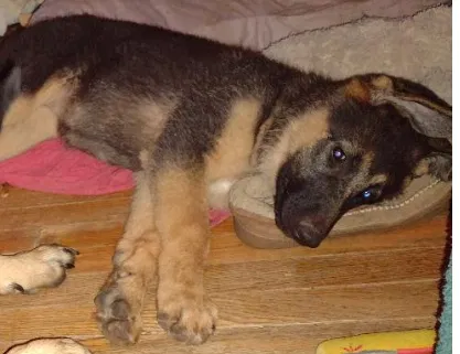 Lost dog in Smyrna, TN, 37167