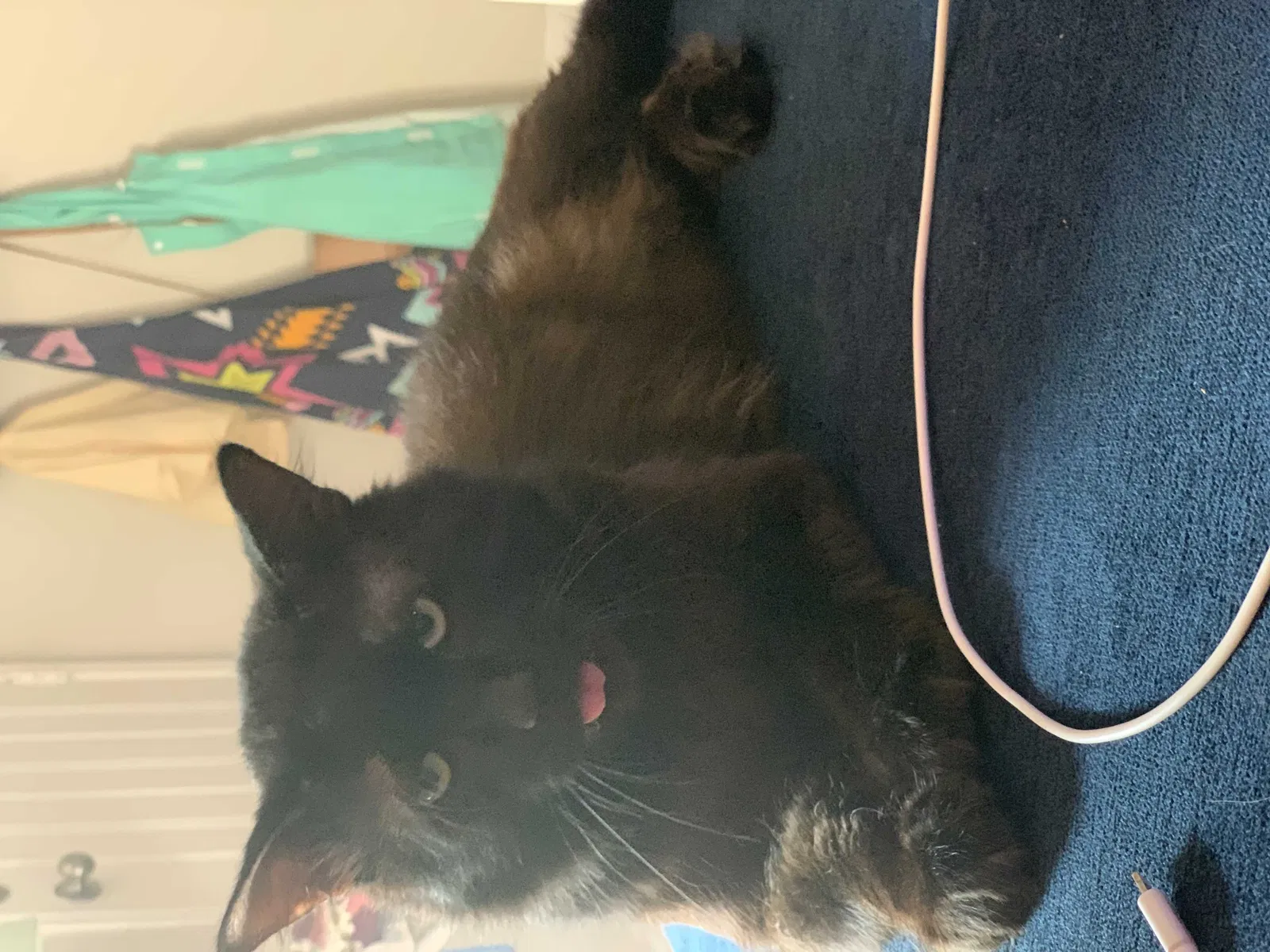 Lost cat in Missouri City, TX, 77489