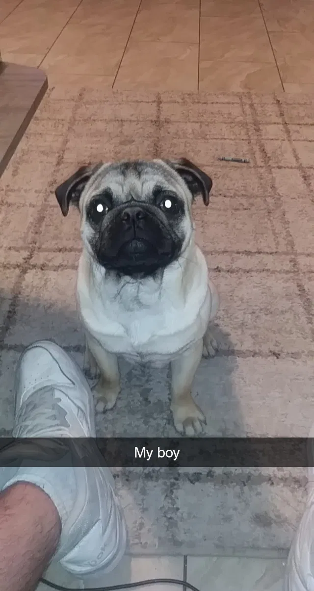 Lost dog in Rio Rancho, NM, 87124