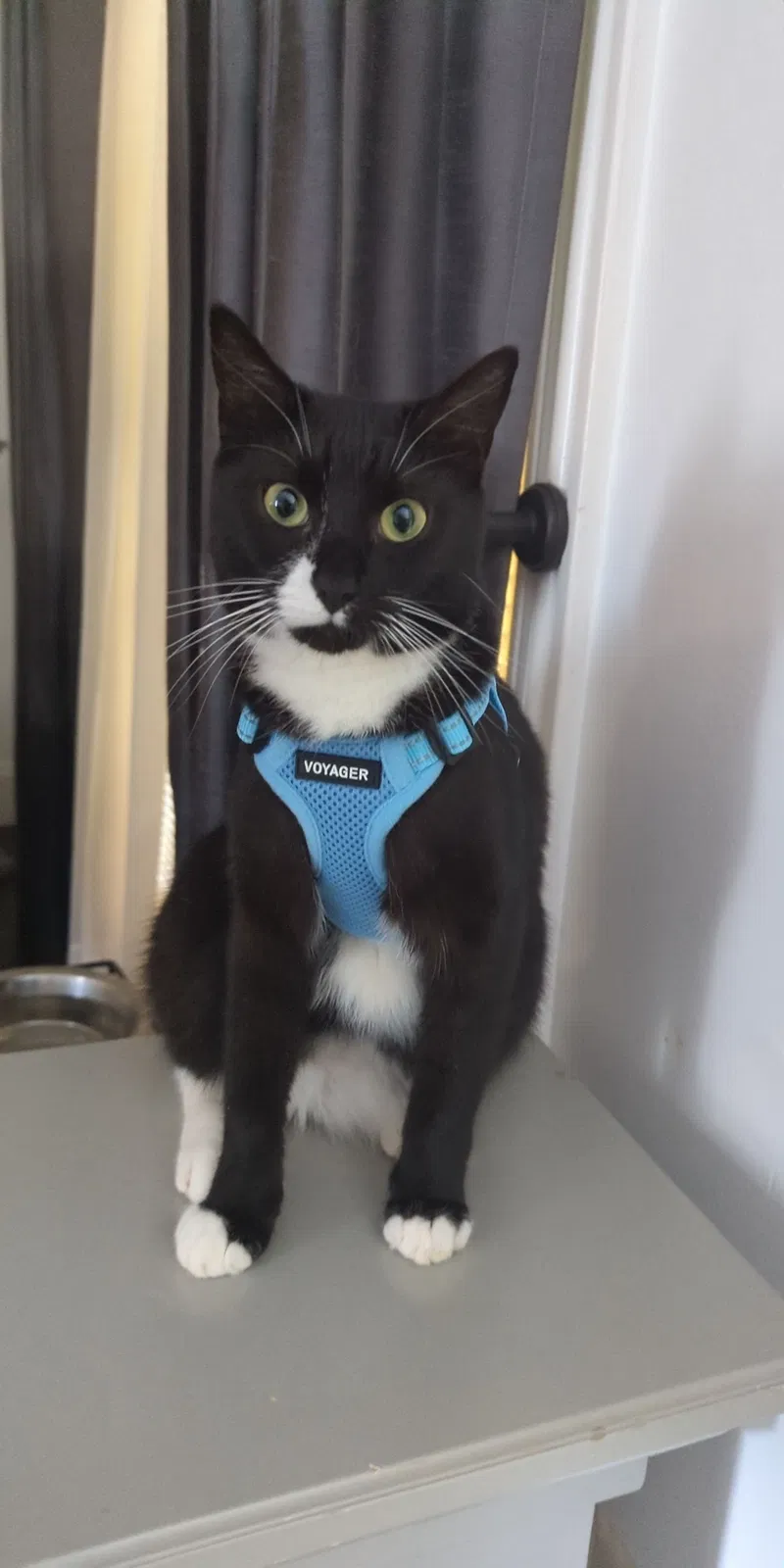 Lost cat in Lawrenceville, GA, 30043