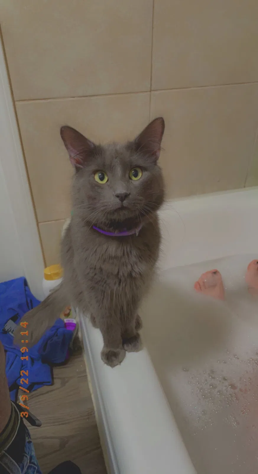Lost cat in Edmond, OK, 73013