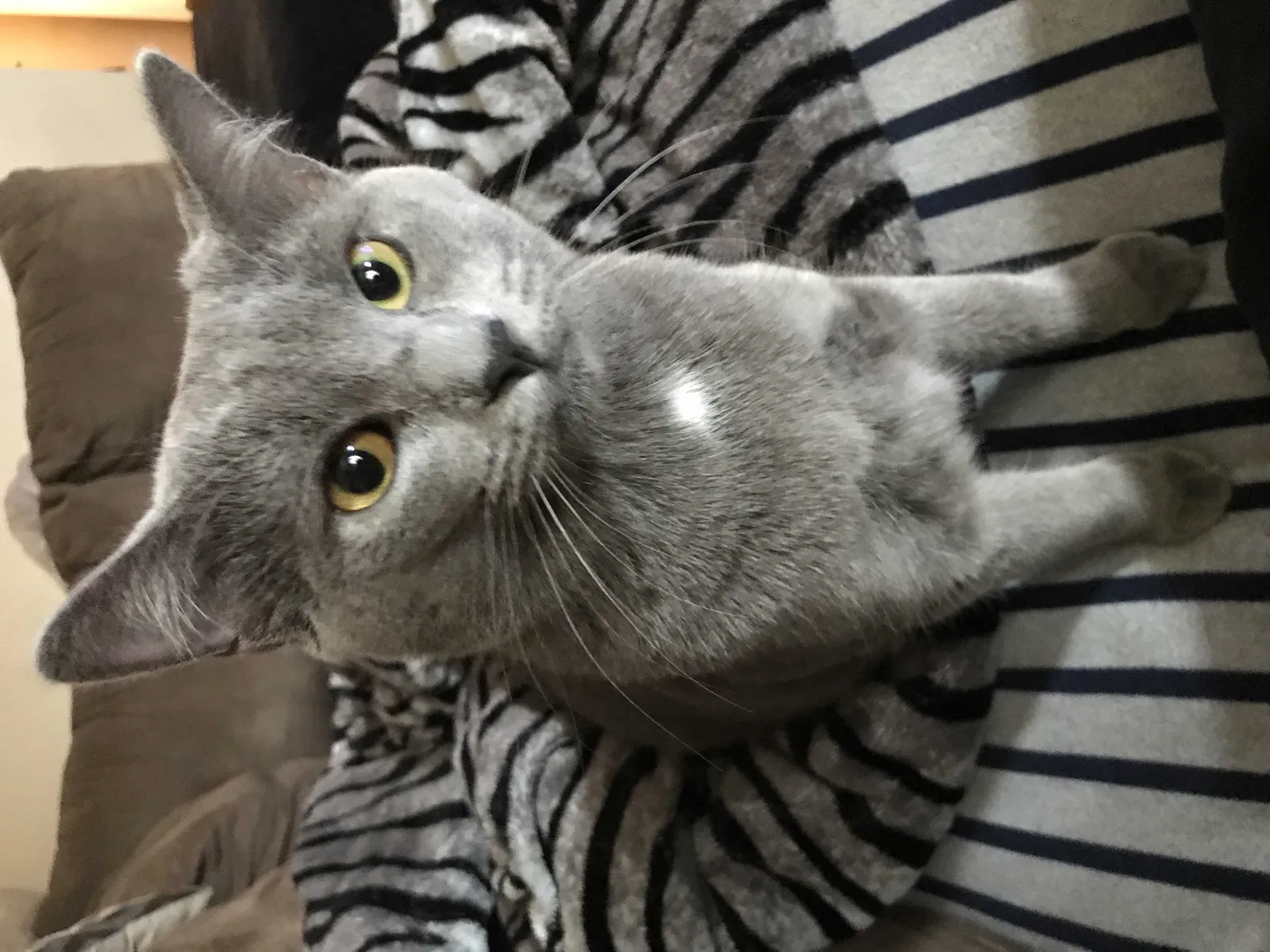 Lost cat in Brooklyn, MD, 21225