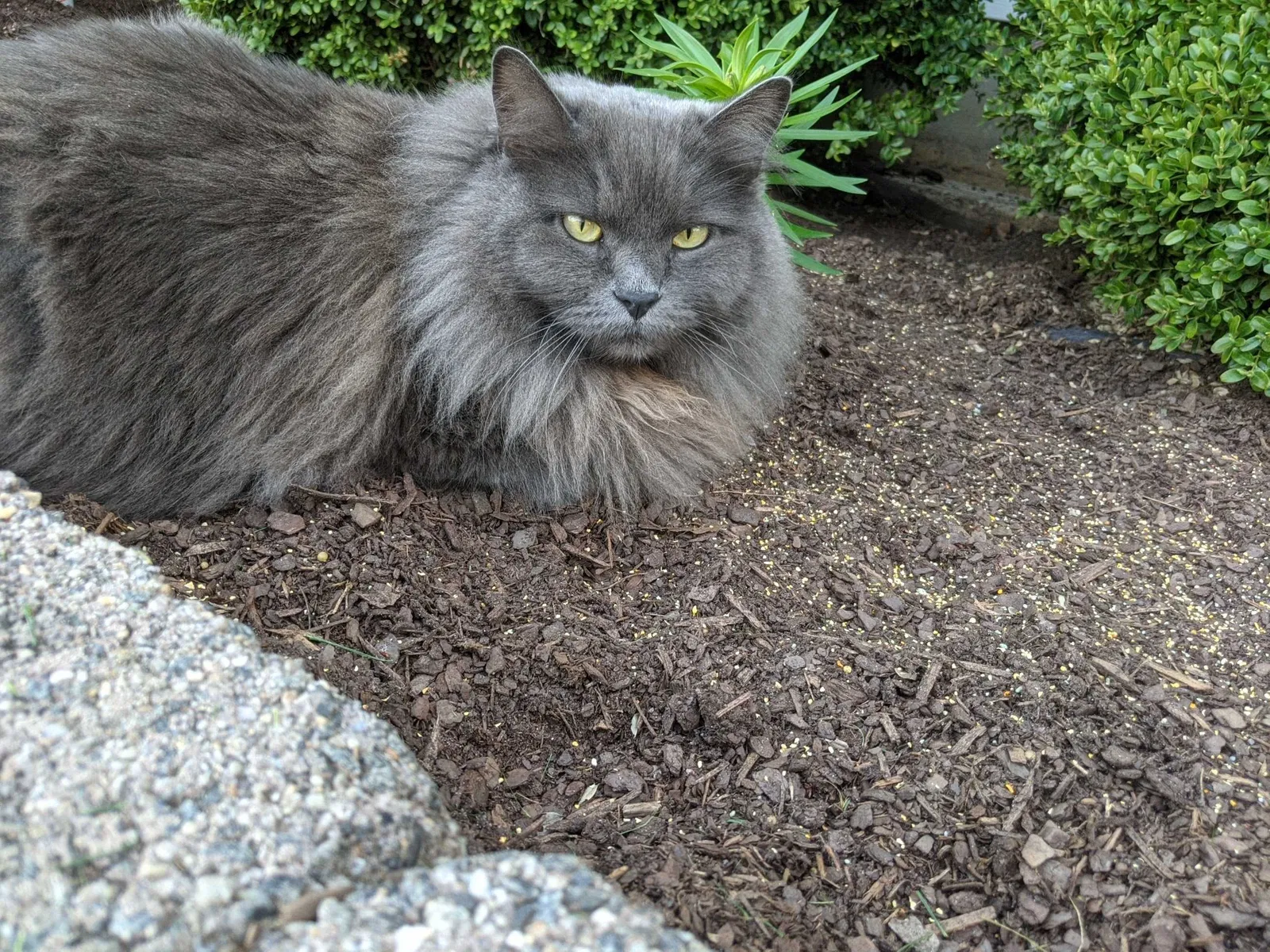 Lost cat in Golden, CO, 80401