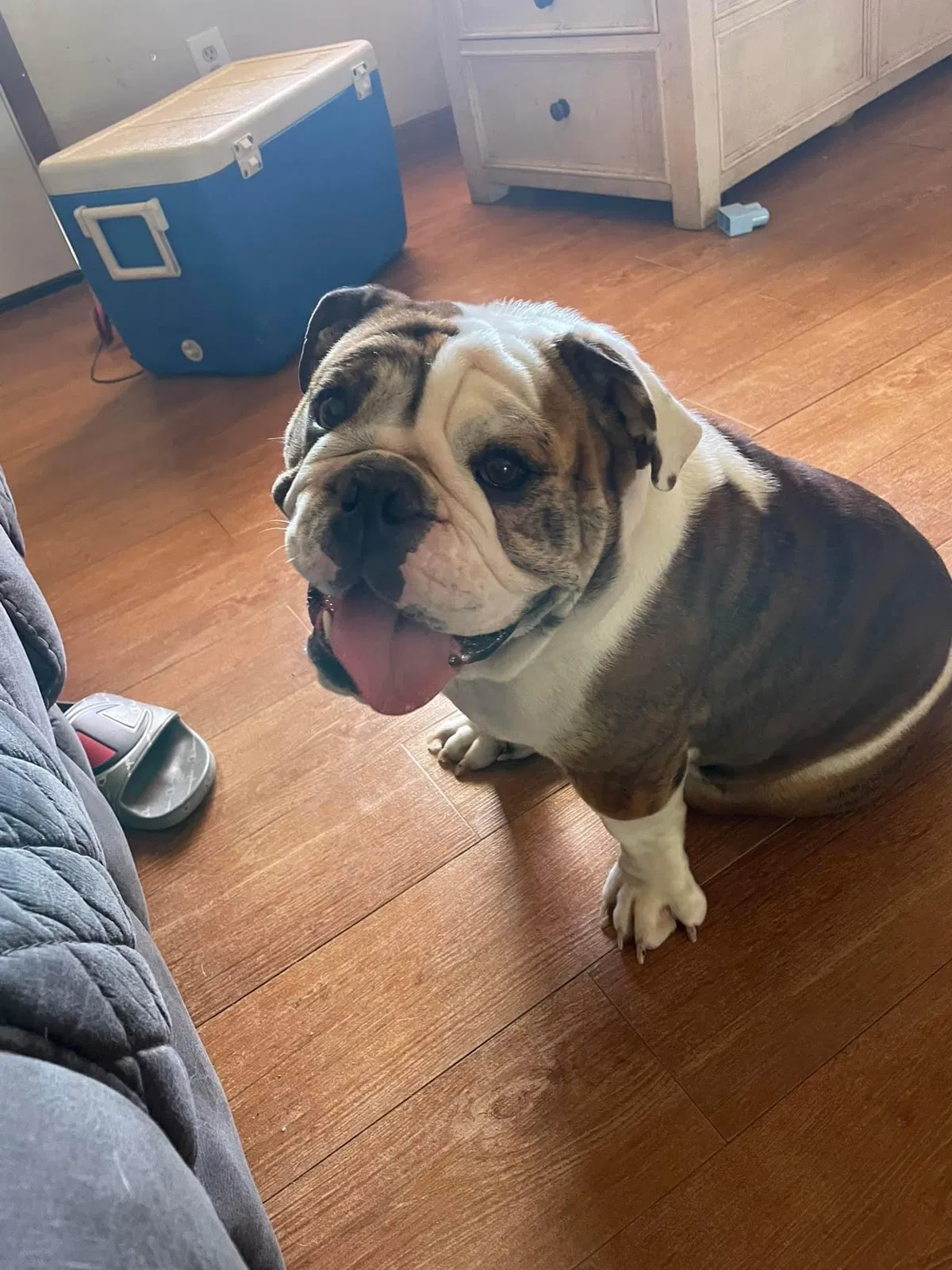 Lost dog in Tucson, AZ, 85714