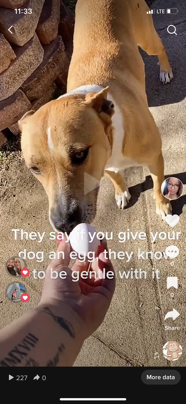 Lost dog in Wichita, KS, 67211