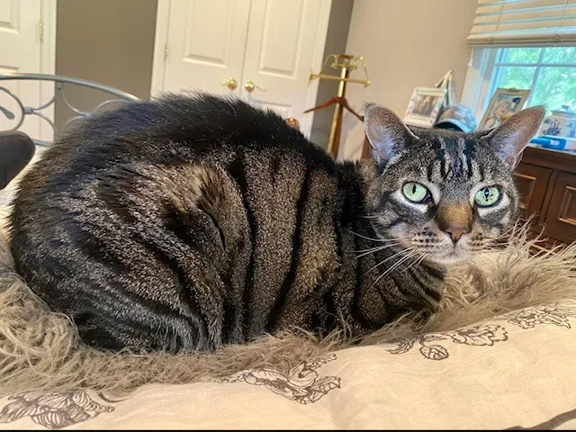 Lost cat in Norwalk, CT, 6851