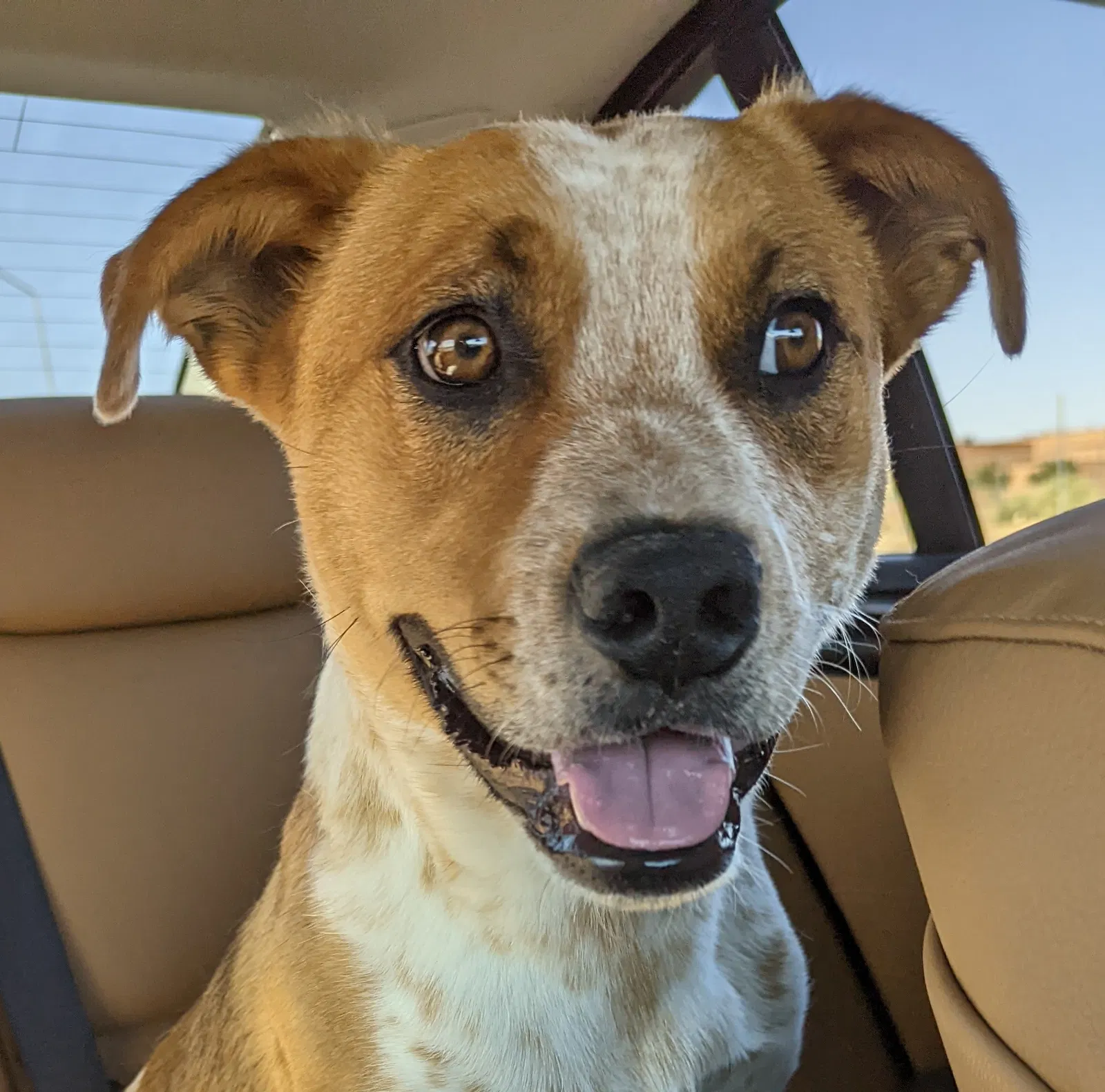 Lost dog in Rio Rancho, NM, 87124