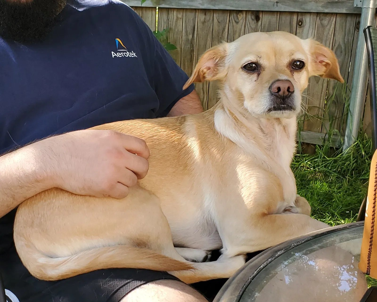 Lost dog in Grand Prairie, TX, 75050