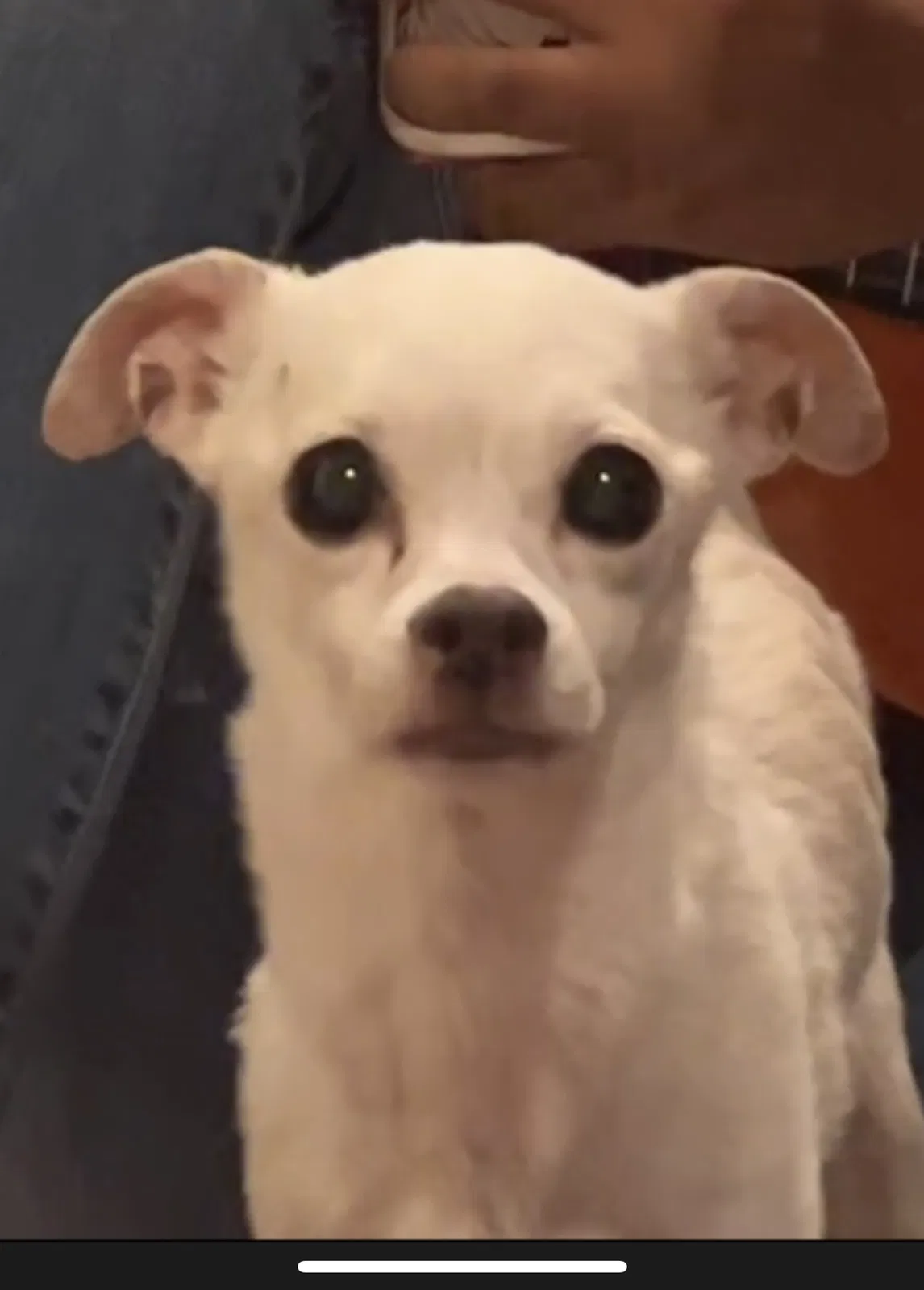 Lost dog in Las Vegas, NV, 89110