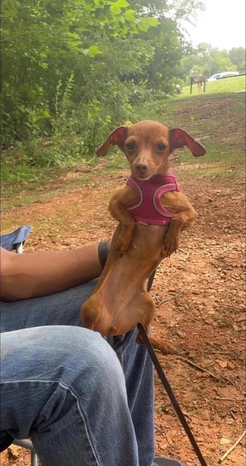 Lost dog in Galveston, TX, 77551