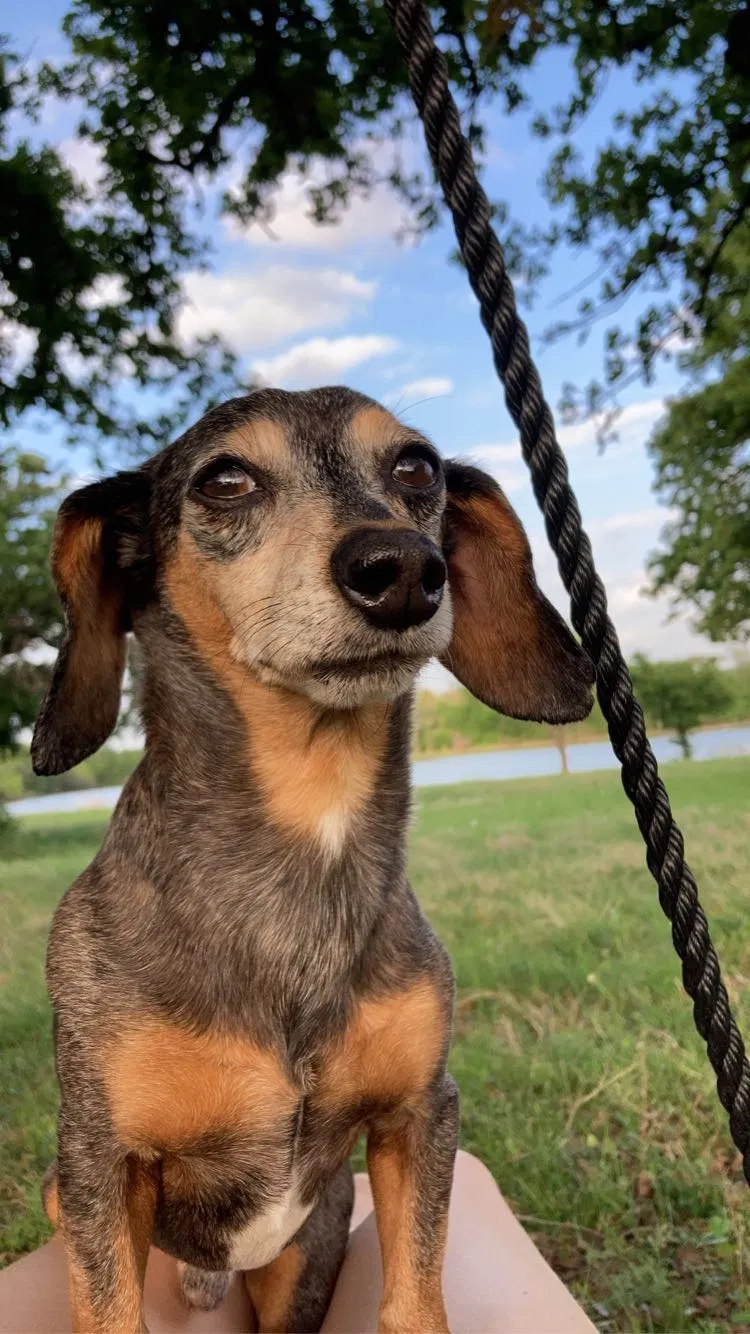 Lost dog in Waco, TX, 76705