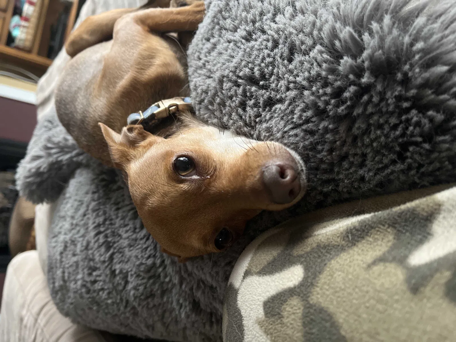 Lost dog in Little Elm, TX, 75068