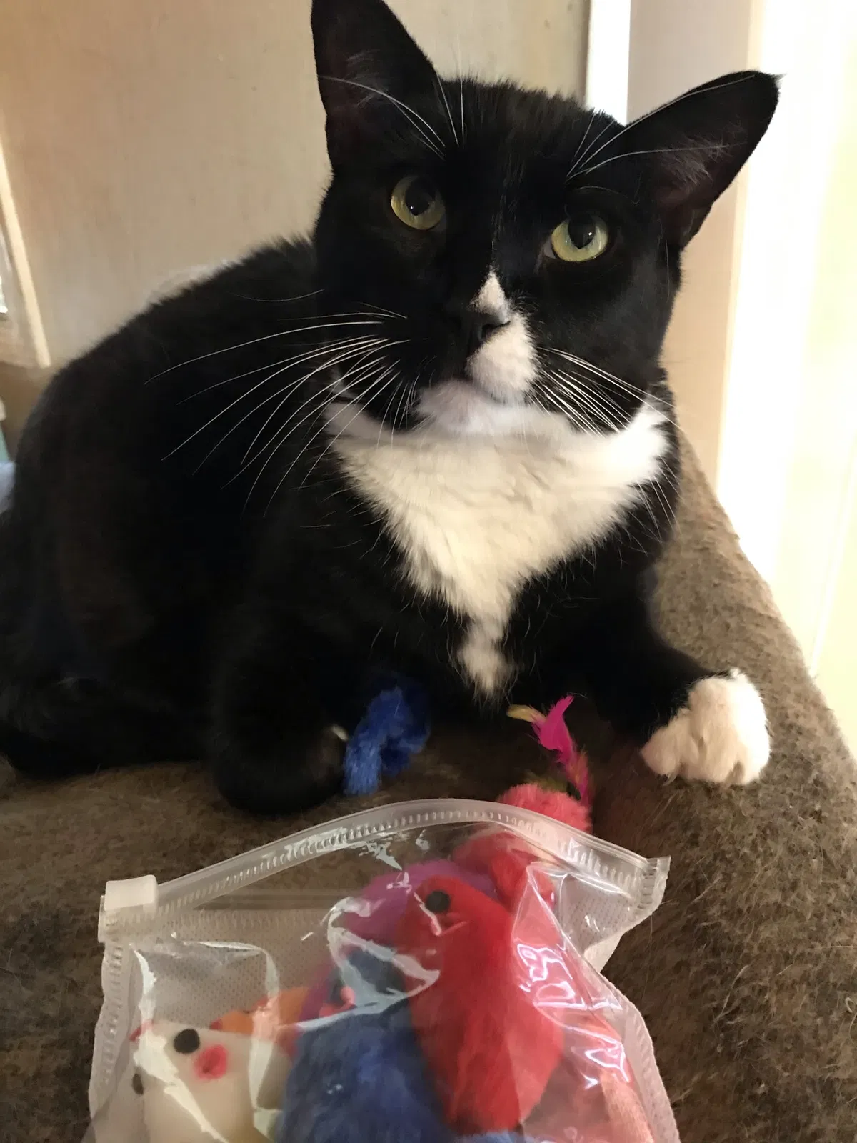 Lost cat in Rochester, NY, 14622