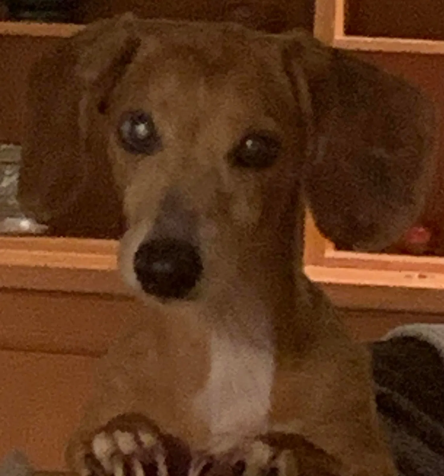 Lost dog in Edinboro, PA, 16412