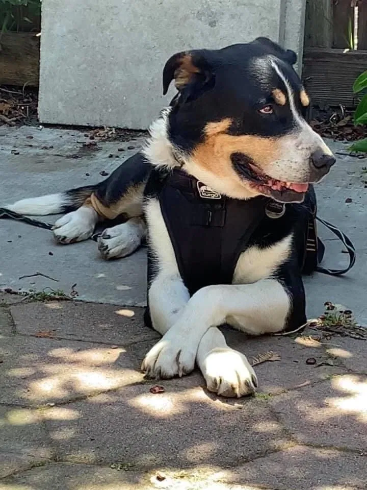 Lost dog in Santa Cruz, CA, 95060