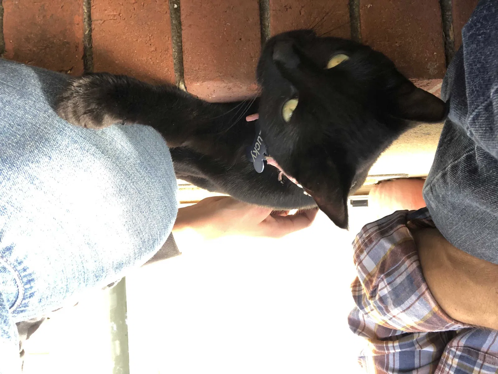 Lost cat in Helena, AL, 35080