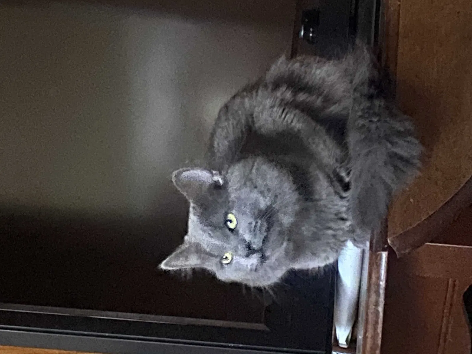 Lost cat in Muncie, IN, 47303