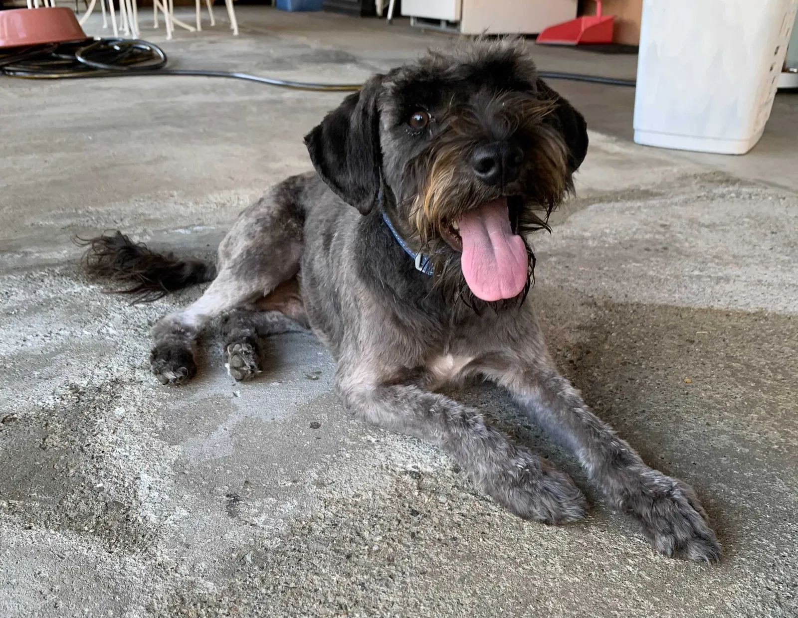 Lost dog in Los Angeles, CA, 90040