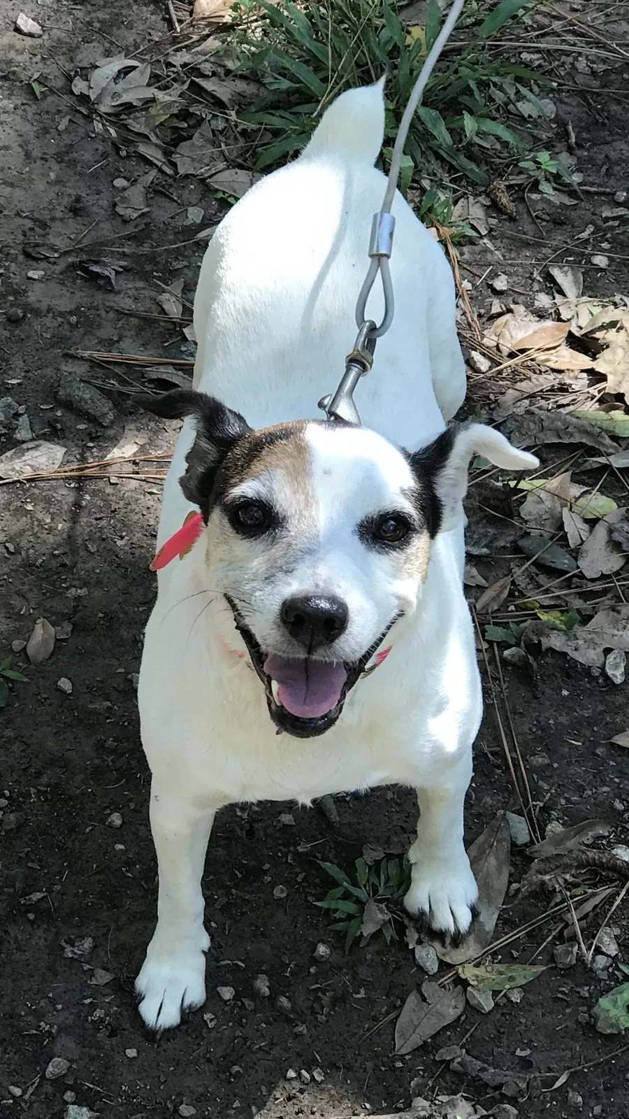 Lost dog in Lafayette, LA, 70508