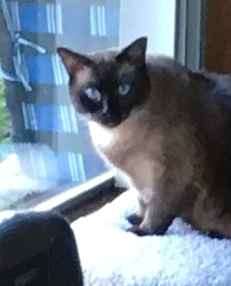 Lost cat in Renton, WA, 98059