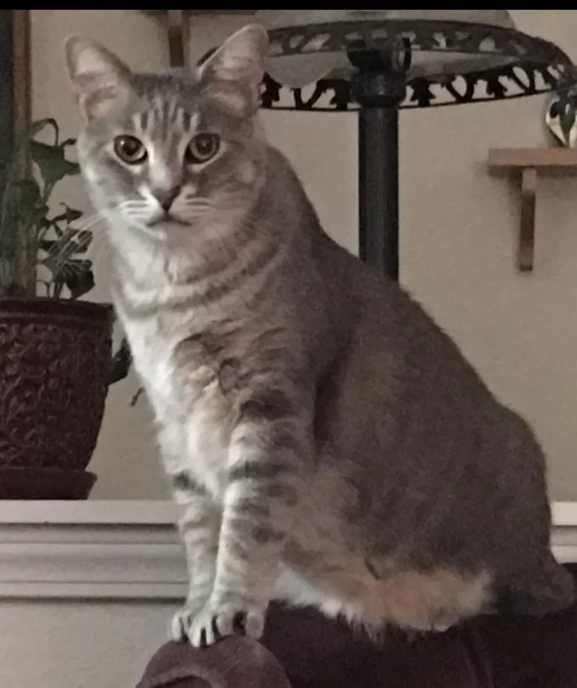 Lost cat in Wichita, KS, 67204