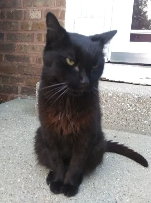 Lost cat in Skokie, IL, 60076