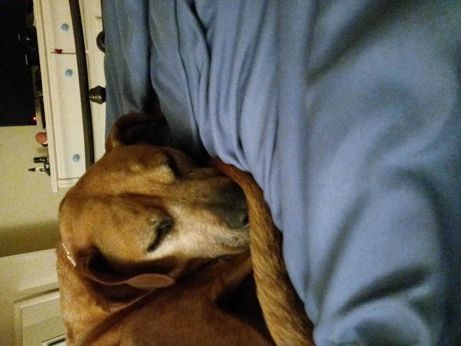 Lost dog in Semmes, AL, 36575