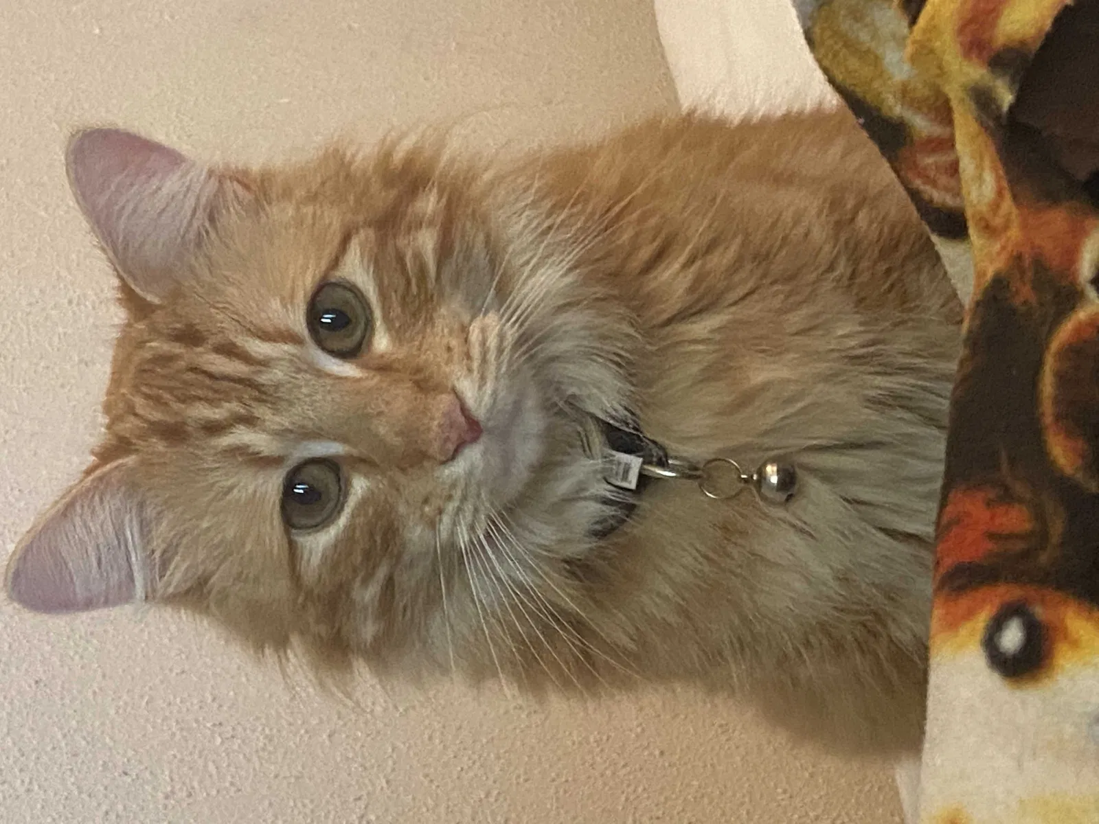 Lost cat in Houston, TX, 77096