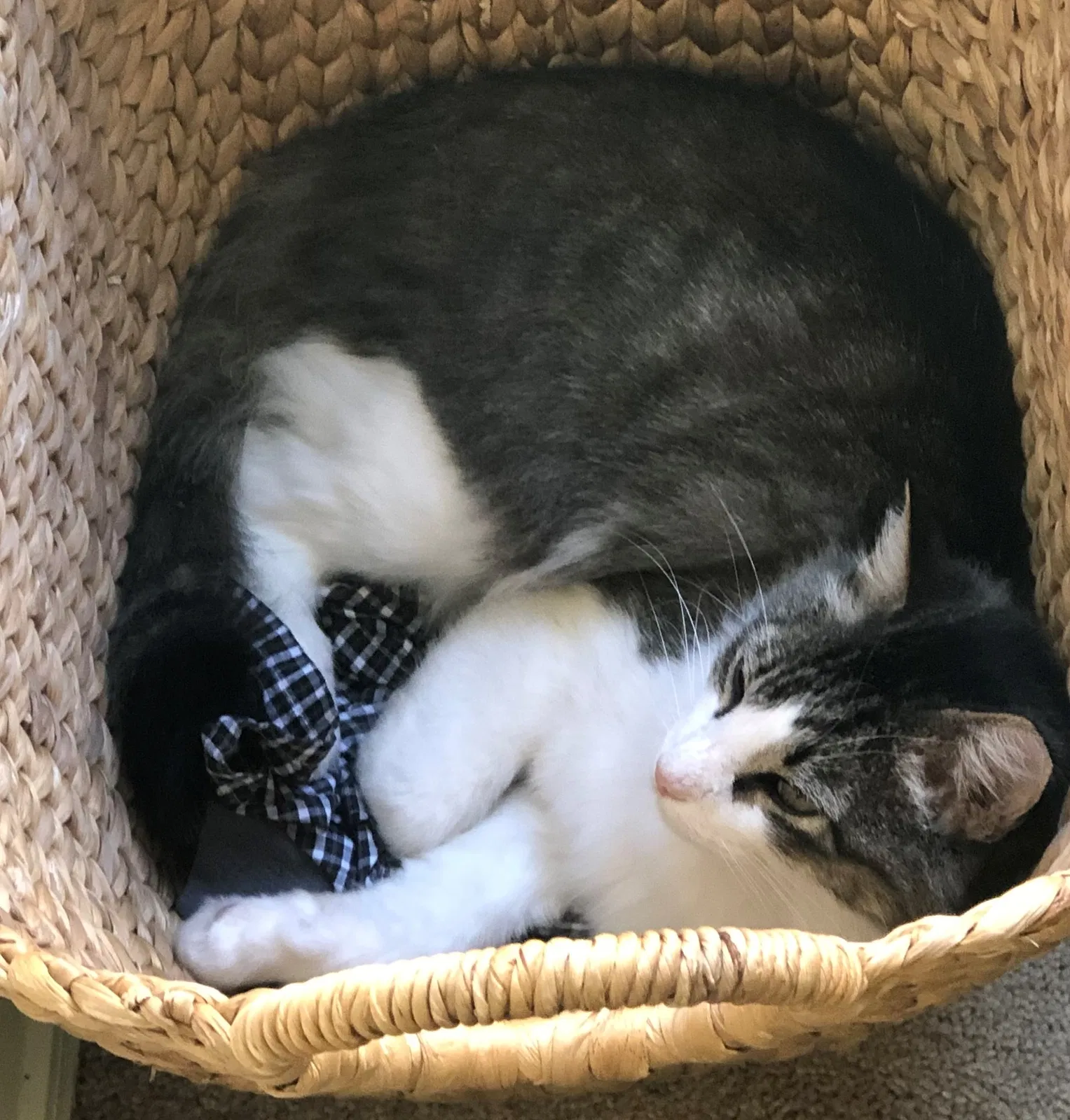 Lost cat in Albuquerque, NM, 87123