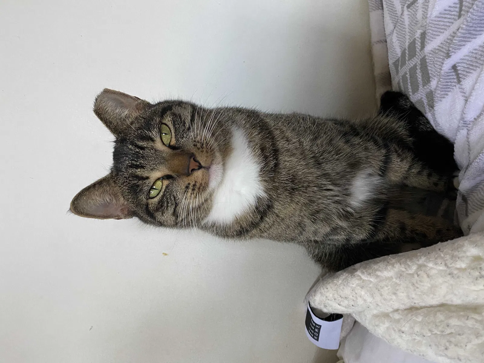 Lost cat in Lake Forest, CA, 92630
