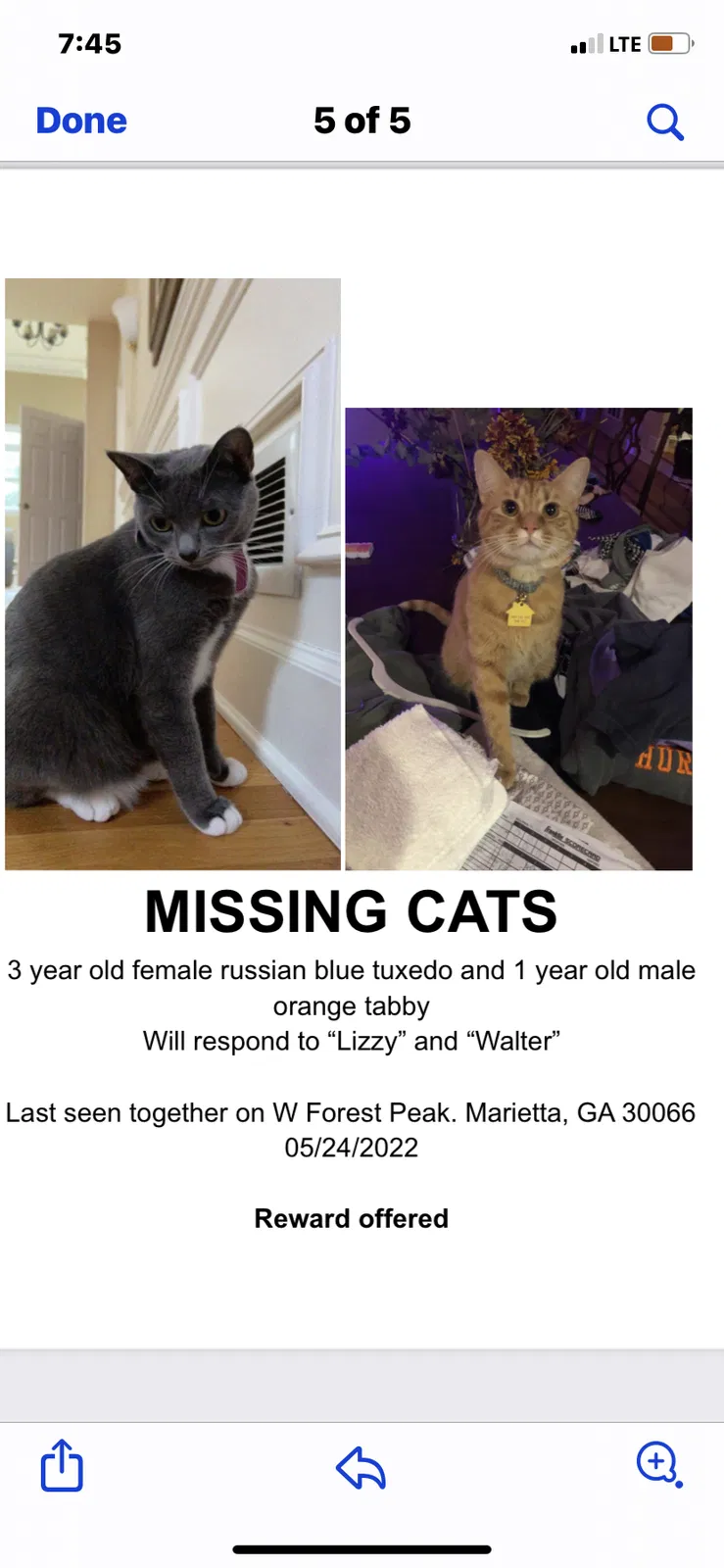 Lost cat in Marietta, GA, 30066