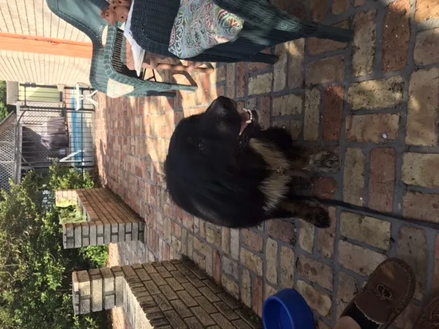 Found dog in Diamondhead, MS, 39525