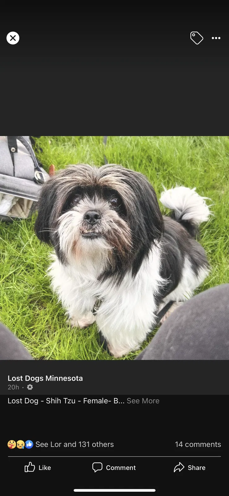 Lost dog in Minneapolis, MN, 55443