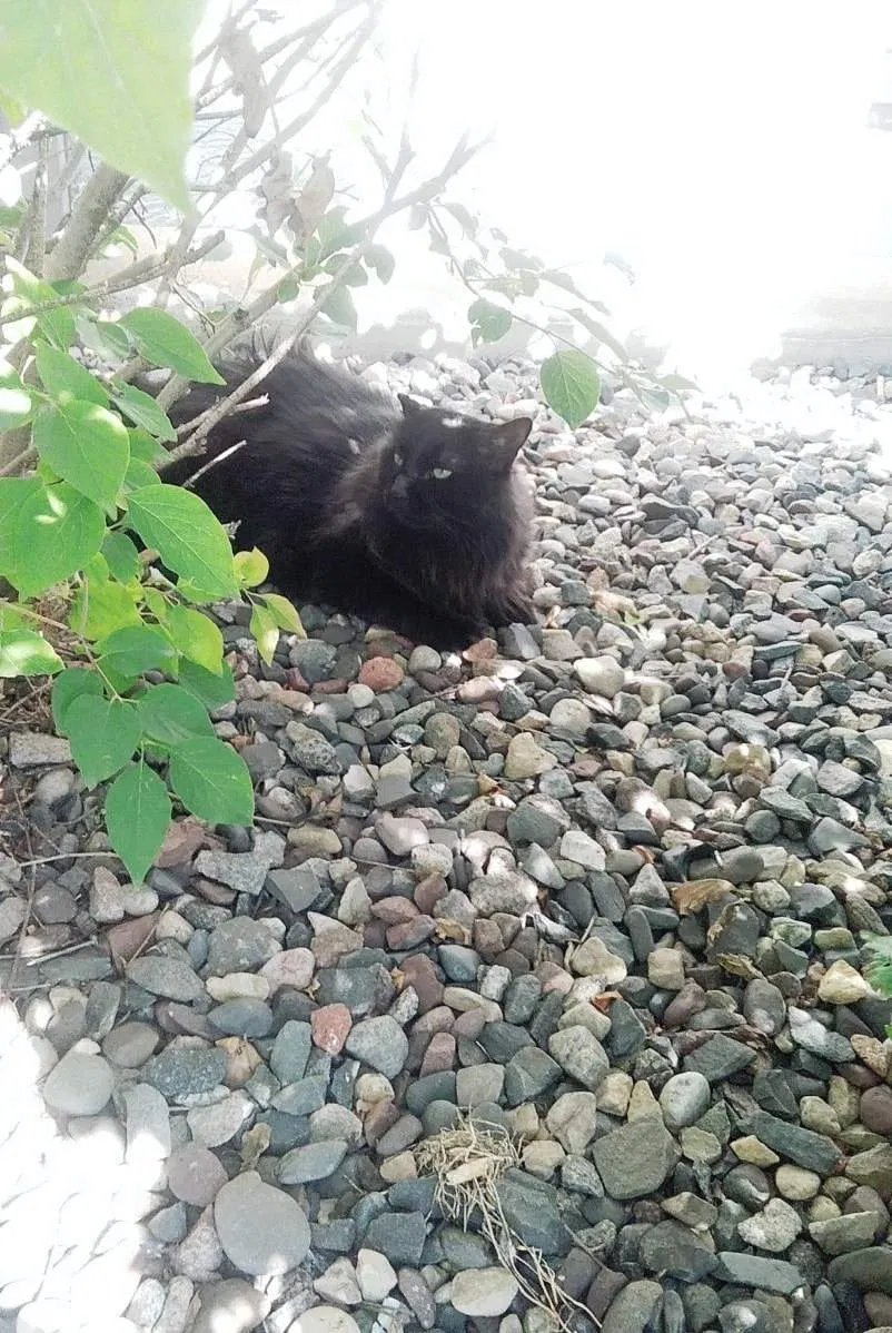 Lost cat in Saint Paul, MN, 55124