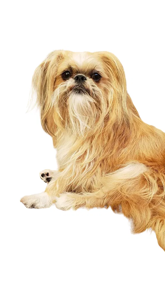 Lost dog in Corona Del Mar, CA, 92625