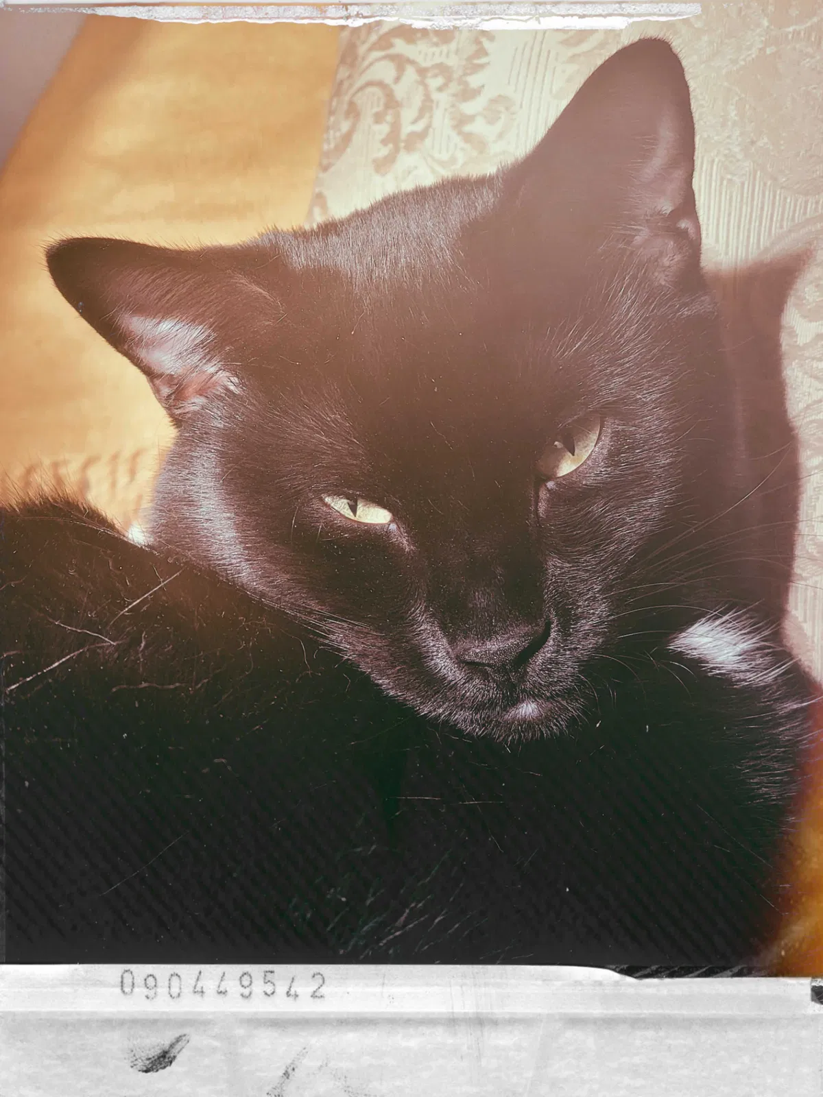 Lost cat in Phoenixville, PA, 19460