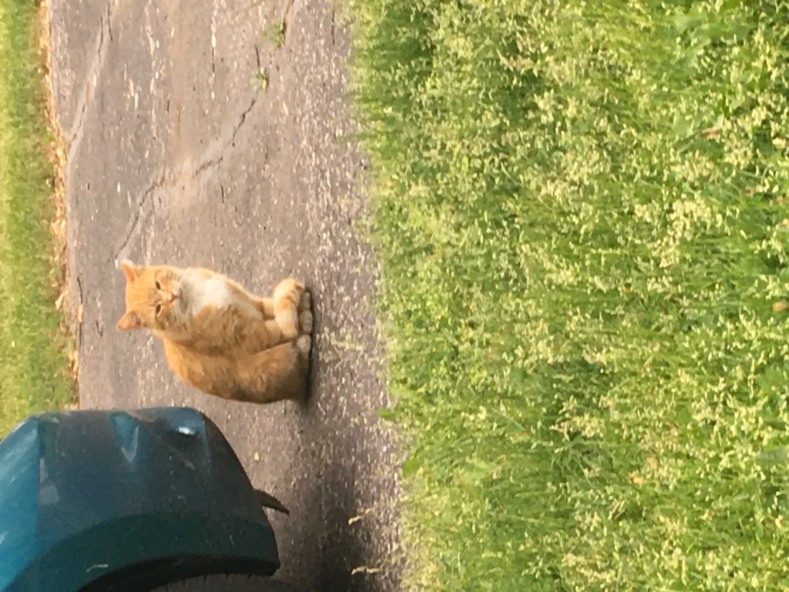Found cat in Hobart, IN, 46342