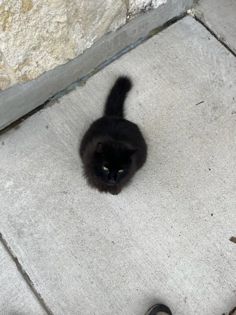 Lost cat in San Antonio, TX, 78245