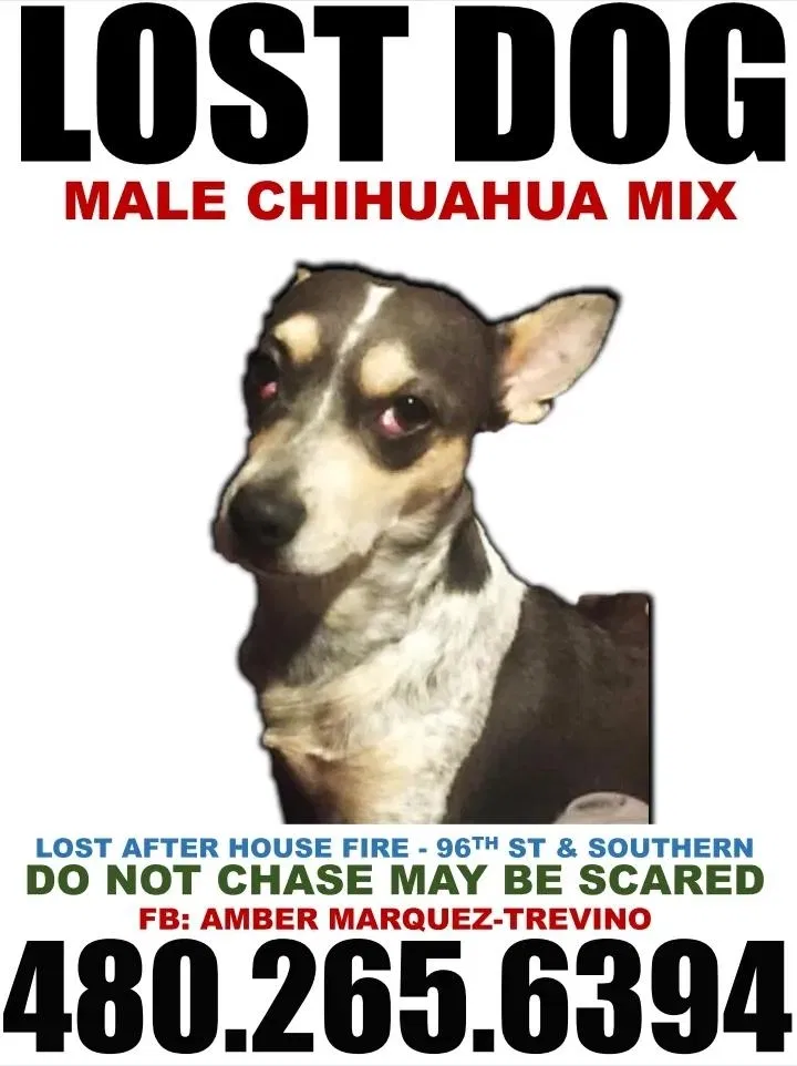 Lost dog in Mesa, AZ, 85208