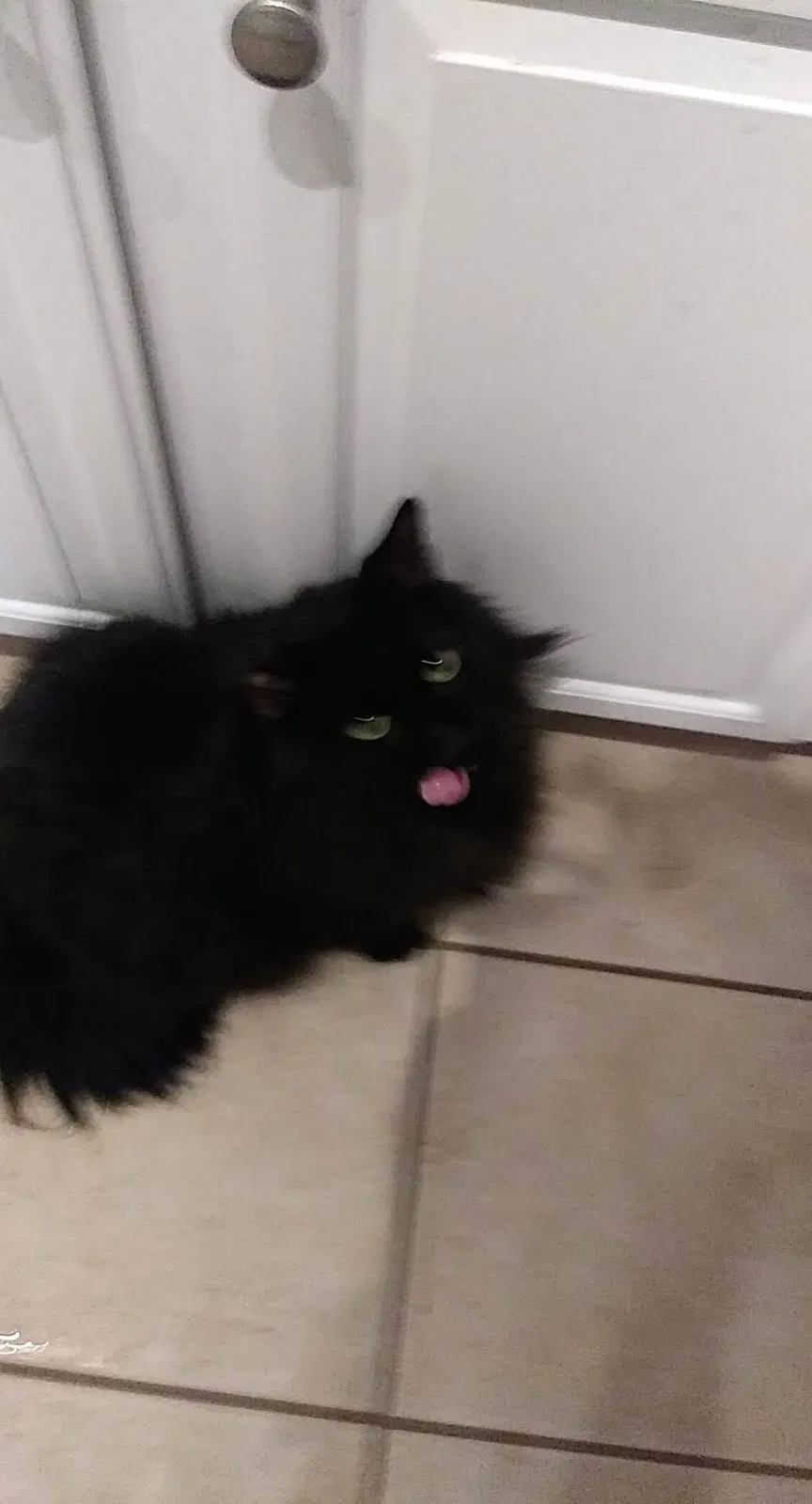 Lost cat in Rosemount, MN, 55068