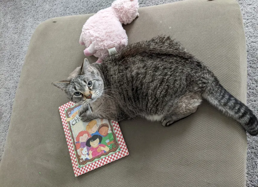 Lost cat in Kyle, TX, 78640