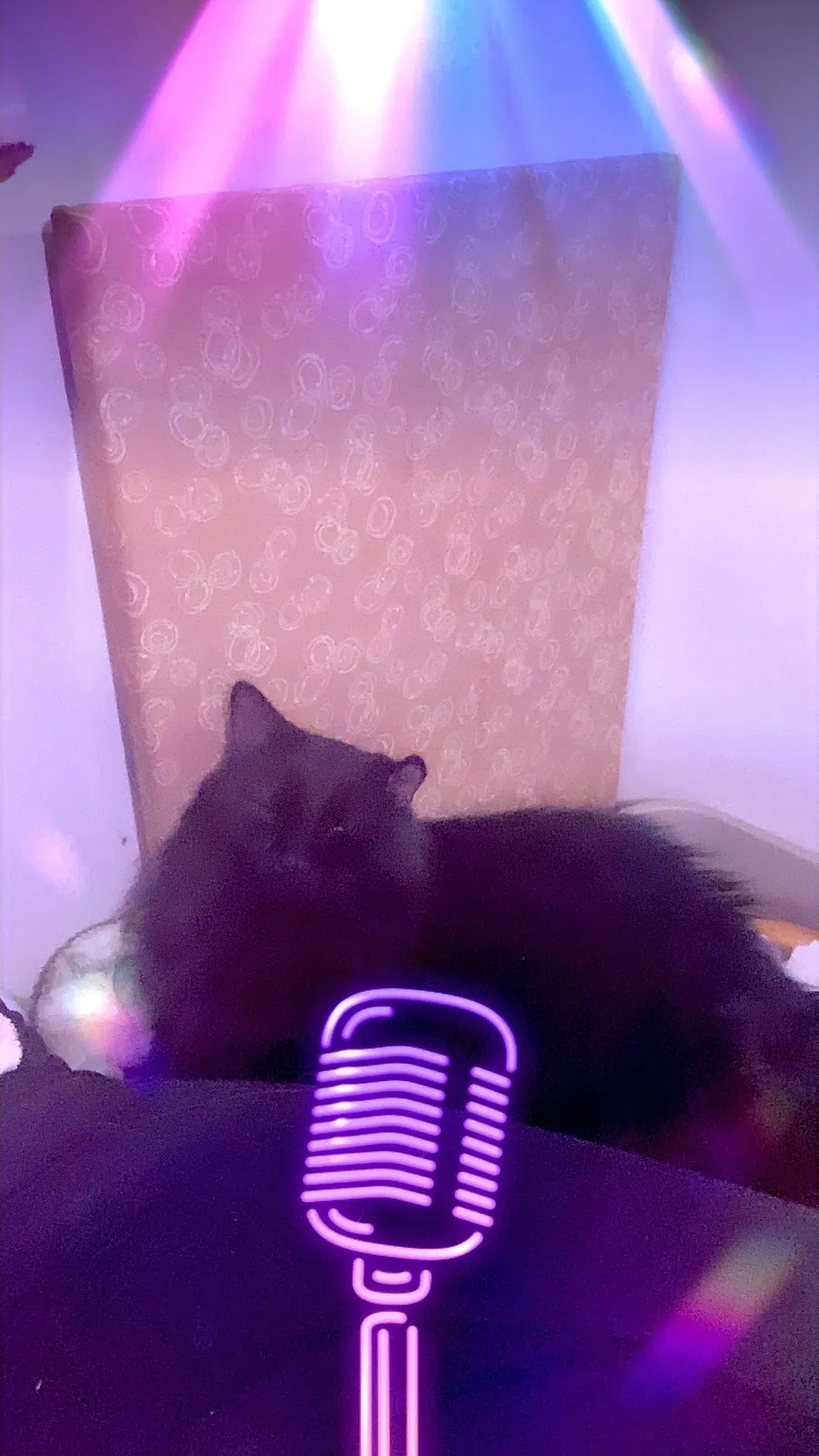 Lost cat in Farmington, MN, 55024