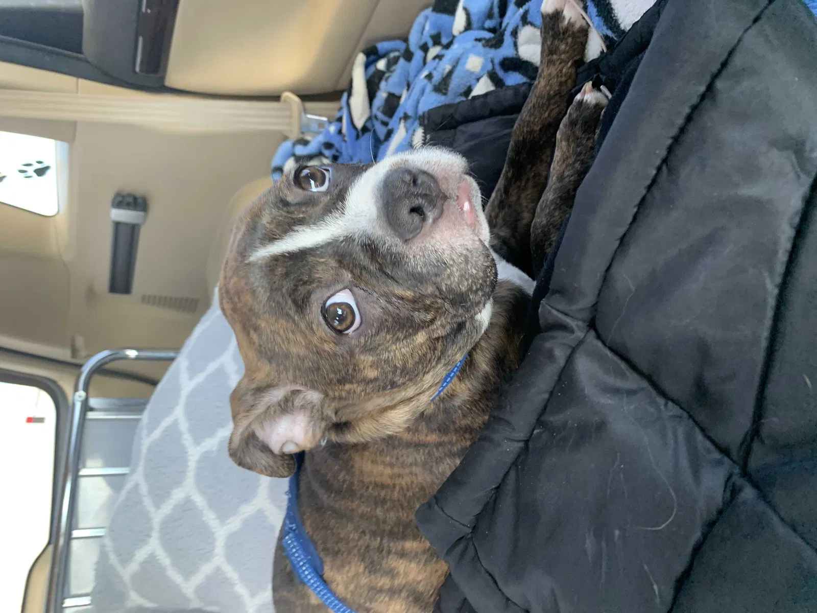 Lost dog in Isanti, MN, 55040