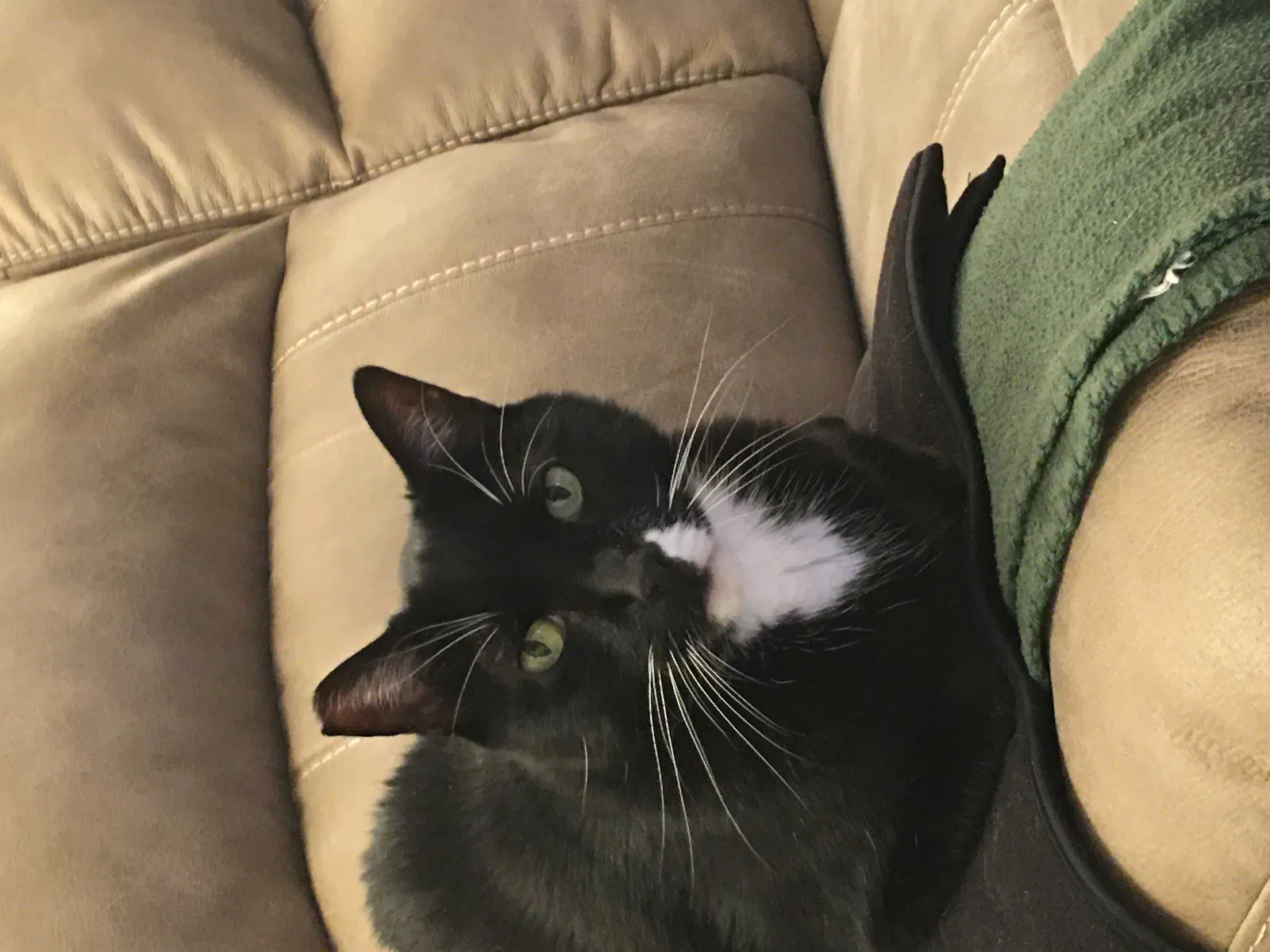 Lost cat in San Diego, CA, 92119