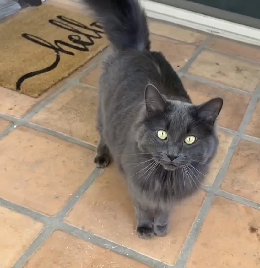 Lost cat in Phoenix, AZ, 85022