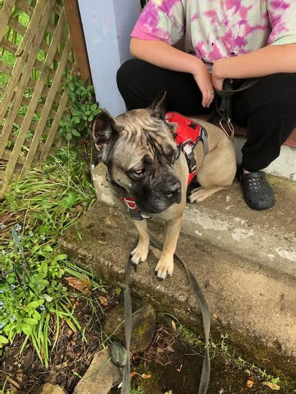 Found dog in Eugene, OR, 97402