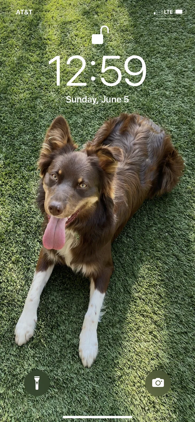 Lost dog in Perris, CA, 92571